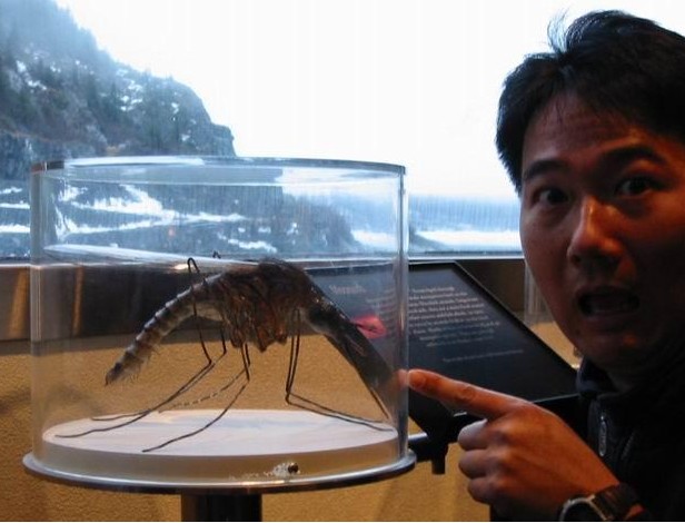 惊恐!这是世界最大的蚊子噢!不是龙虾…
